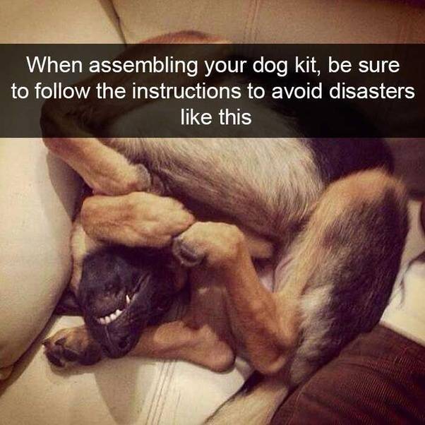 Dog Kit.jpg