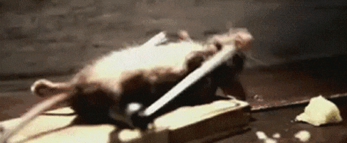 exercise-funny-animals.gif