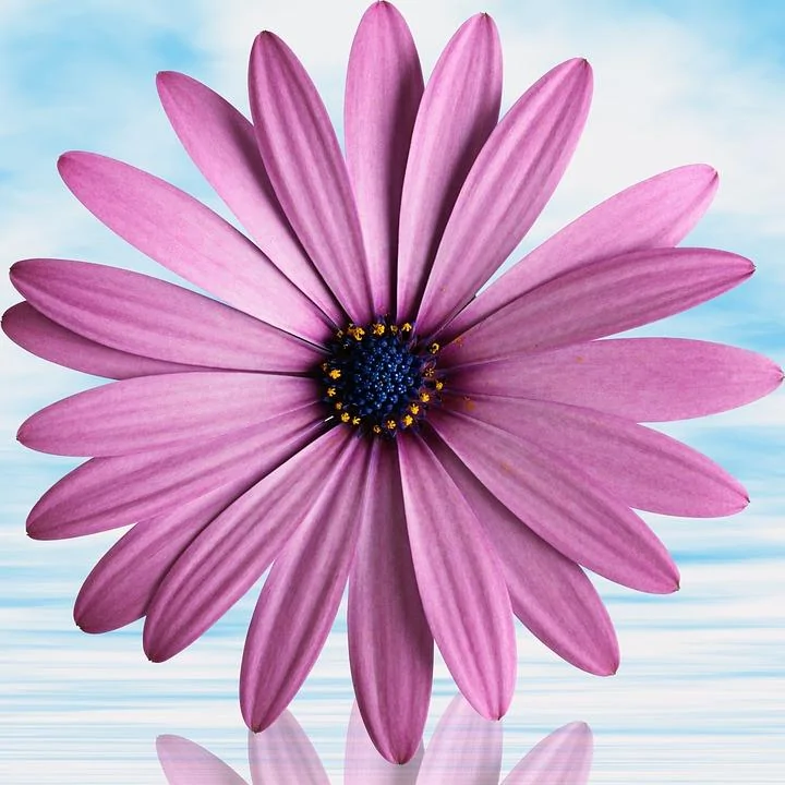 flower-3204200_960_720.jpg