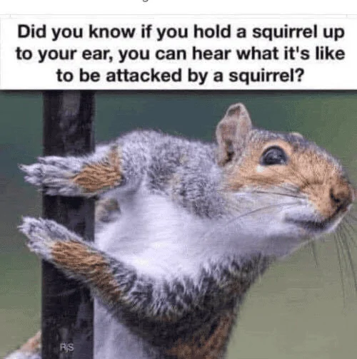 Squirrel.webp