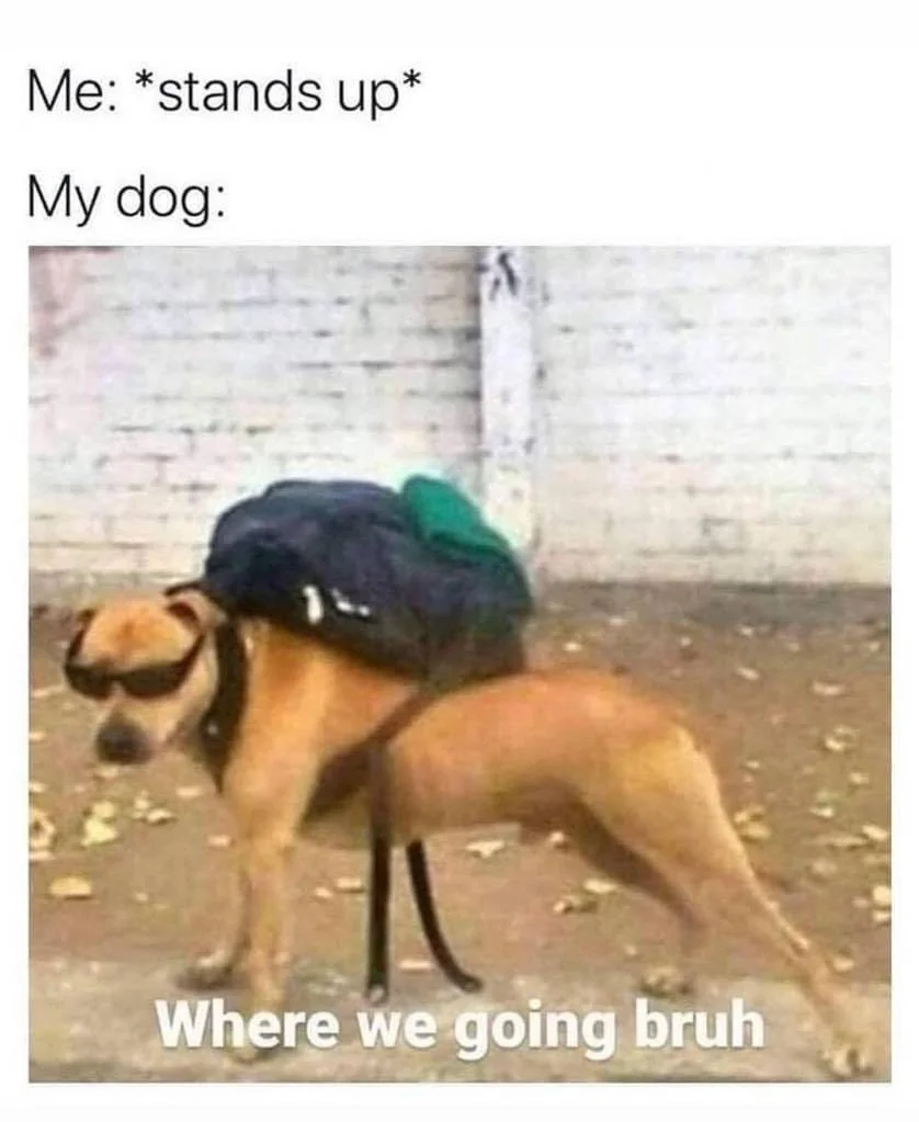 My Dog.webp