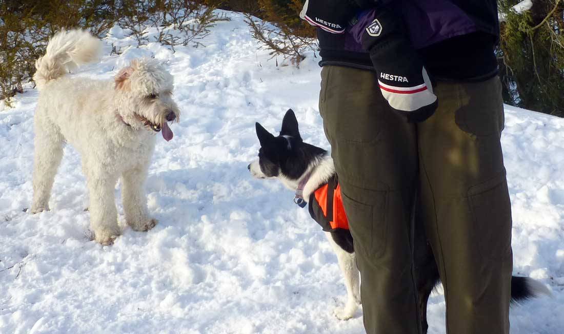 berdogs0267.jpg