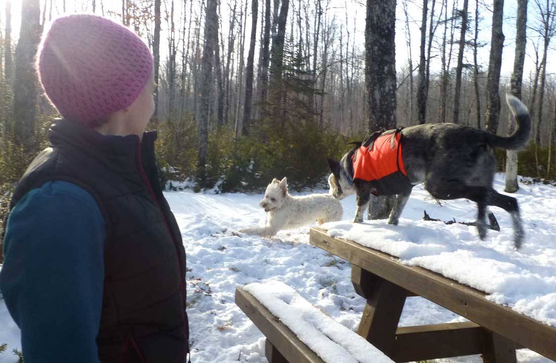 brtdogs0276.jpg