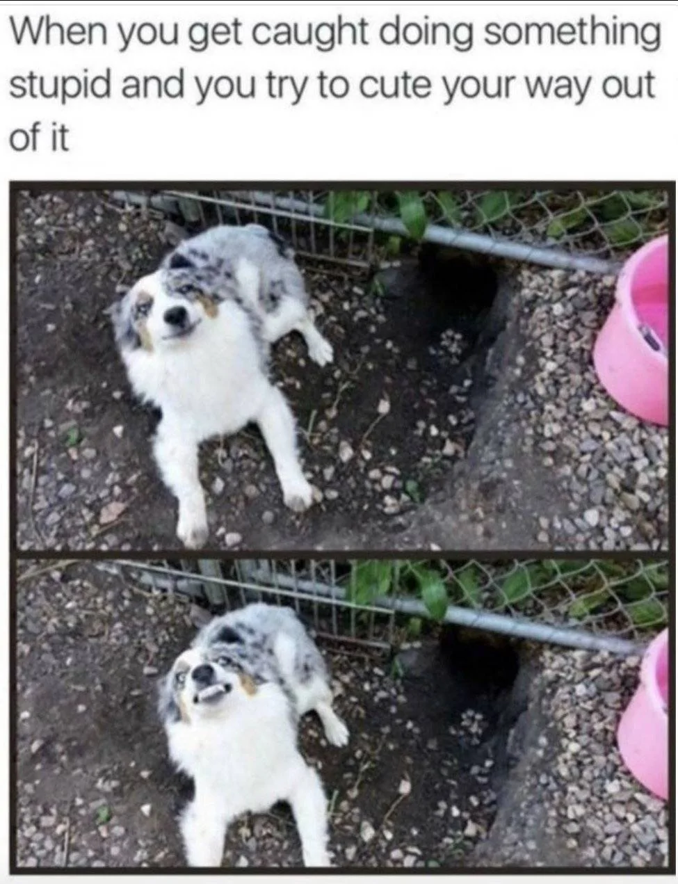 Cute Dog.webp
