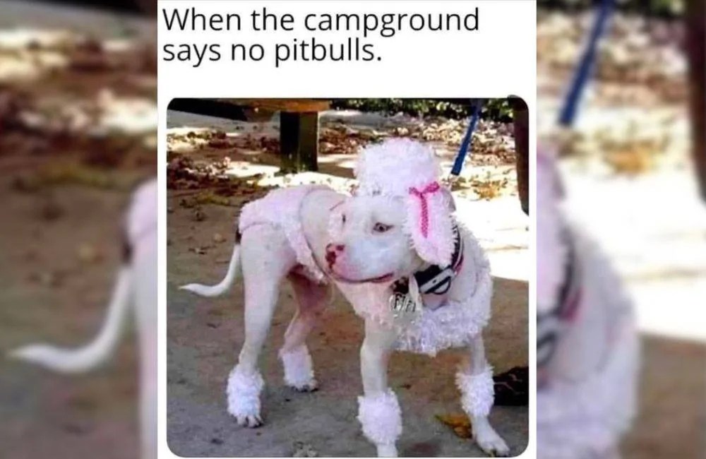 No-Pitbulls-Allowed.webp