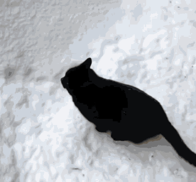 1703526798442.gif