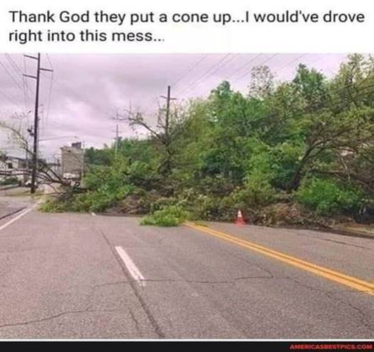 Cone in front of downed tree.jpg