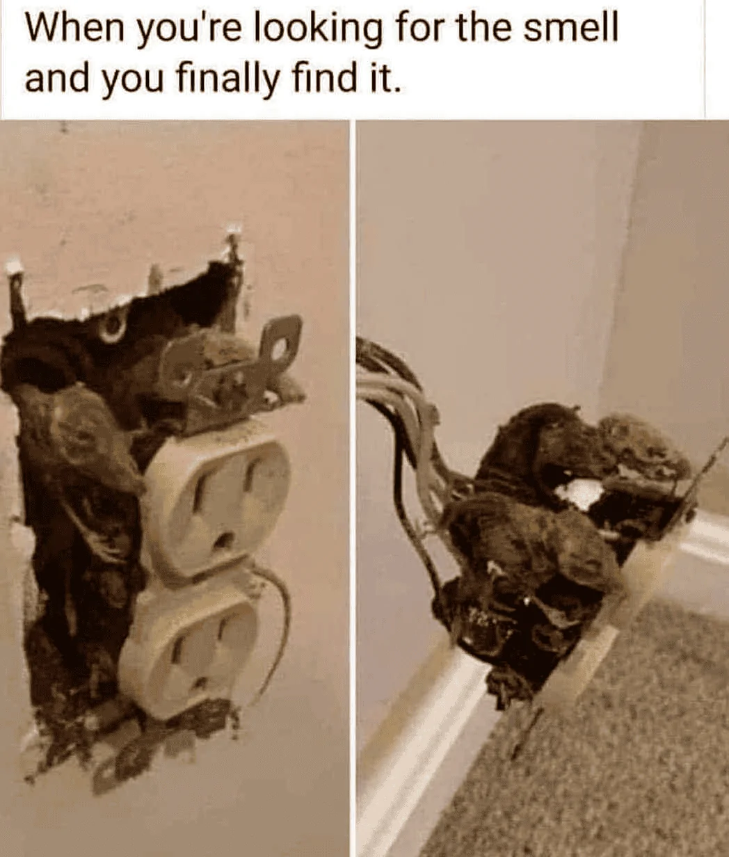 Rats.webp