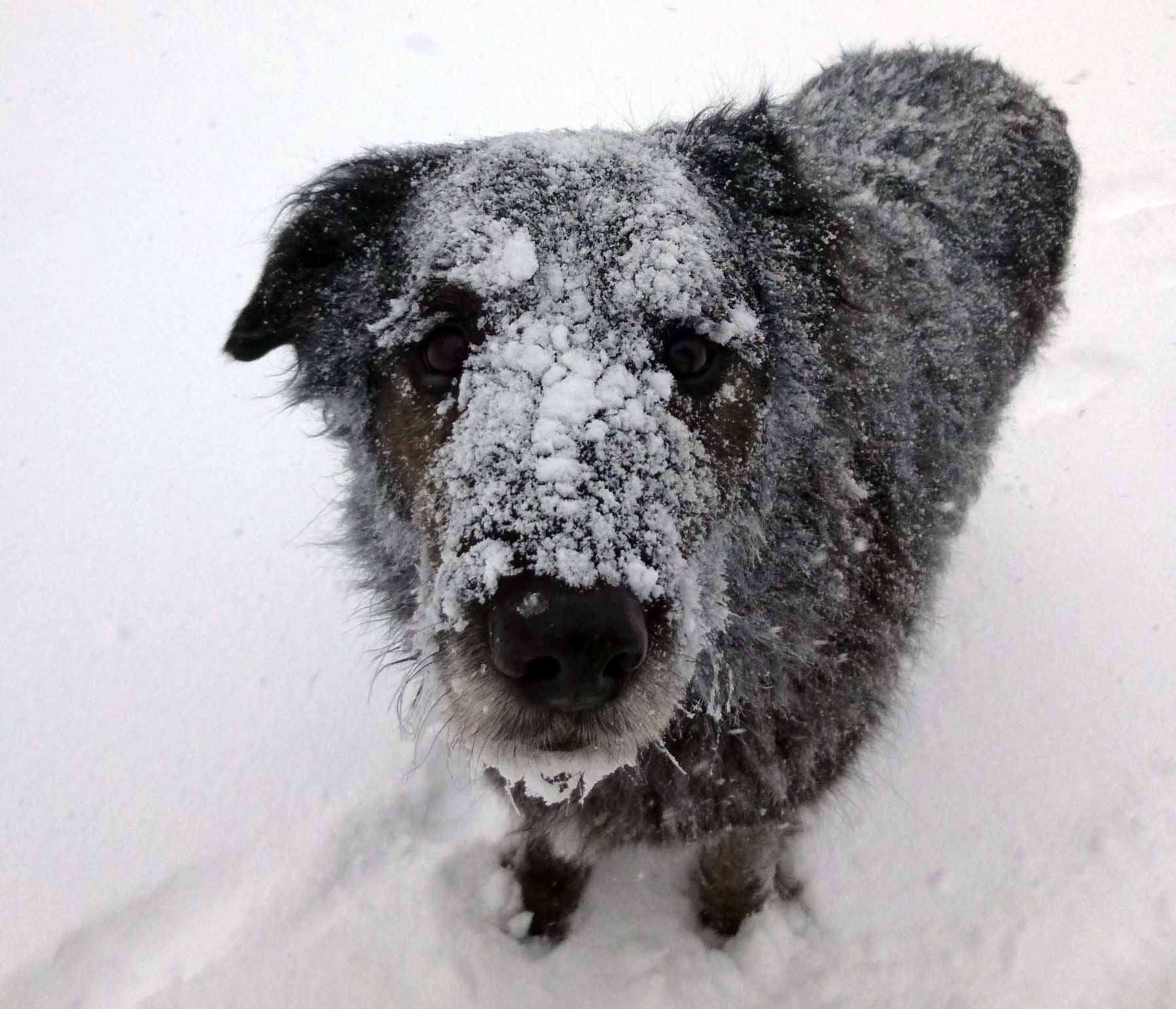gromitsnowy805.jpg