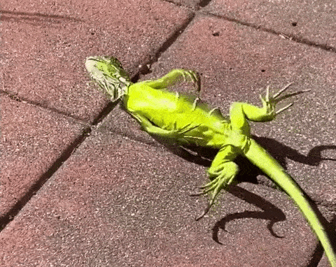 Zombie-Iguana-2.gif