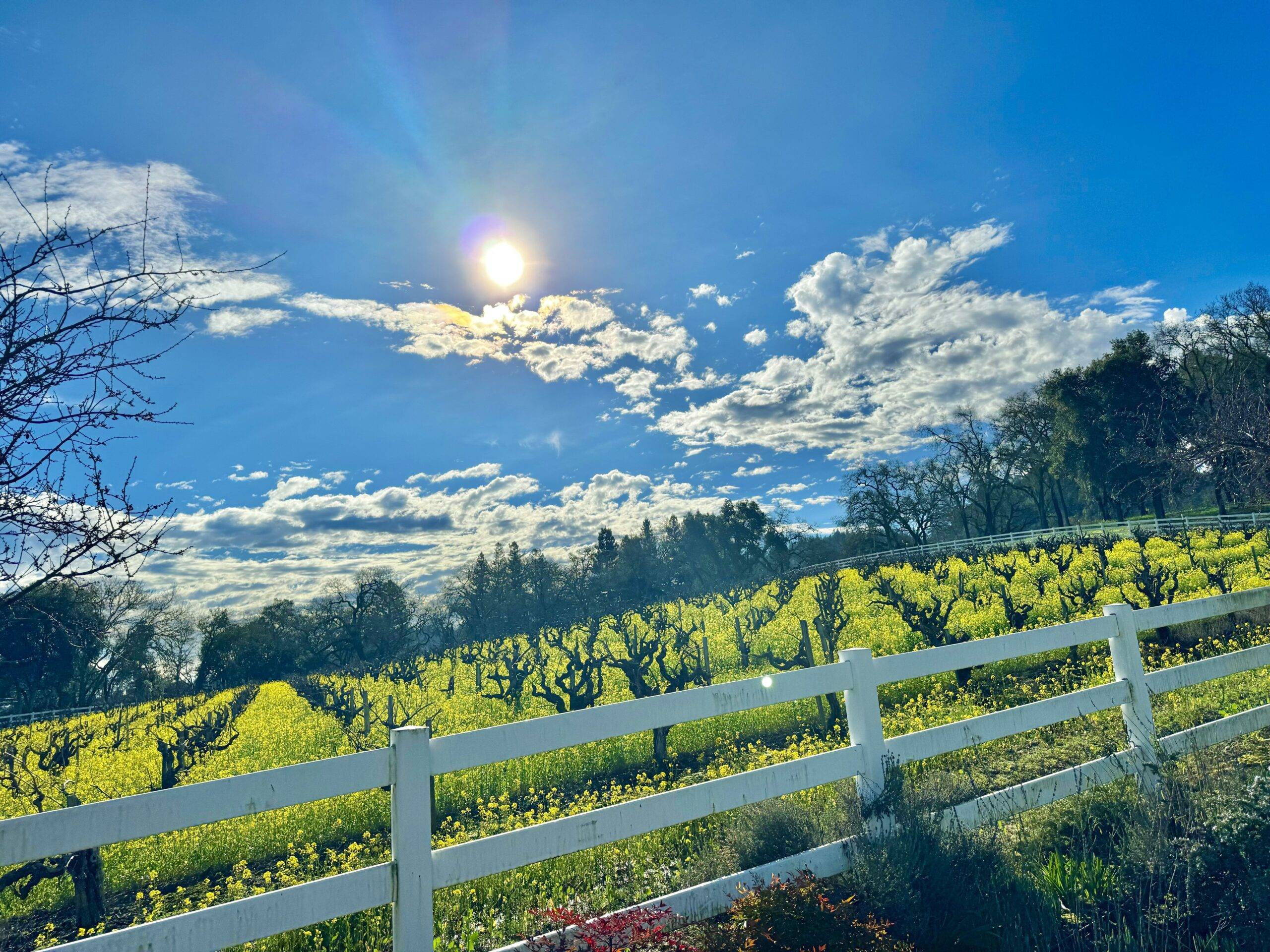 Mustard-Season-in-Sonoma-County-scaled.jpg