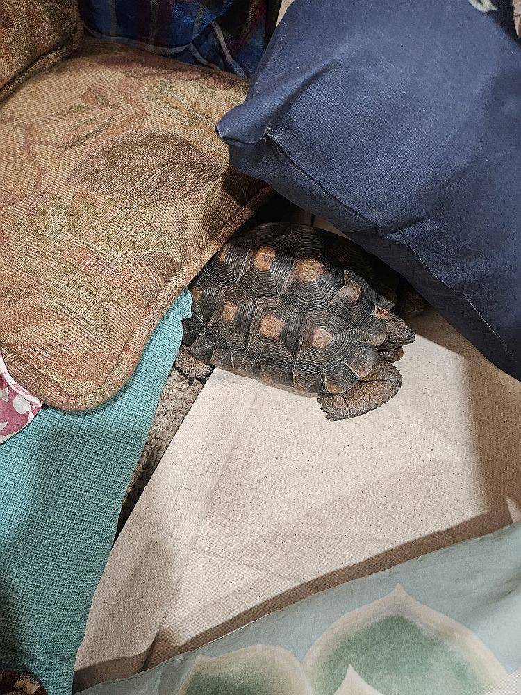 Brumation 2024_1.jpg