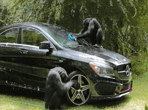 monkey-champese.gif