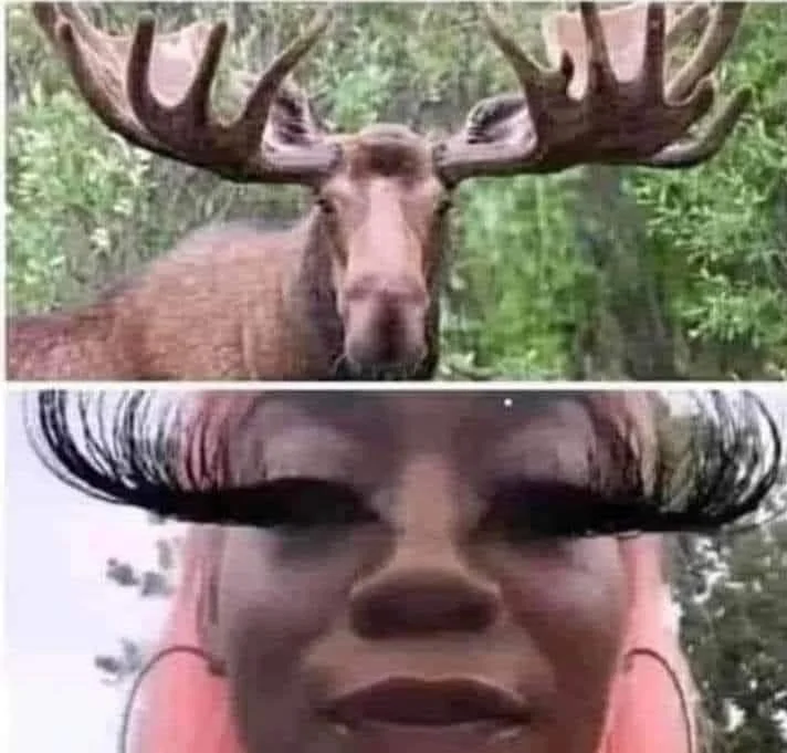 Moose.webp