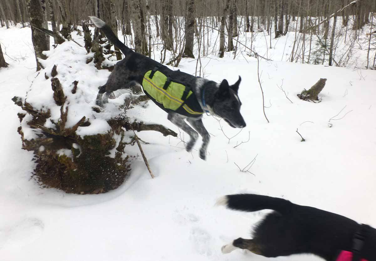 brtdogs0307.jpg