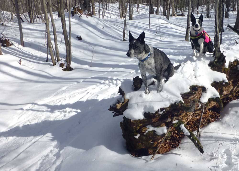 brtdogs0437.jpg