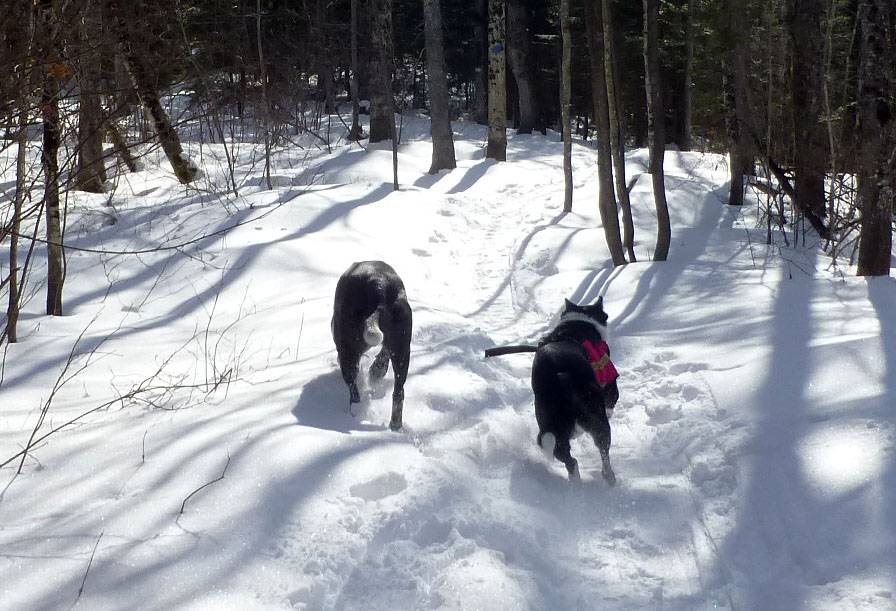 brtdogs0438.jpg