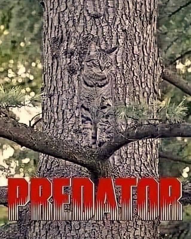 Predator.jpeg