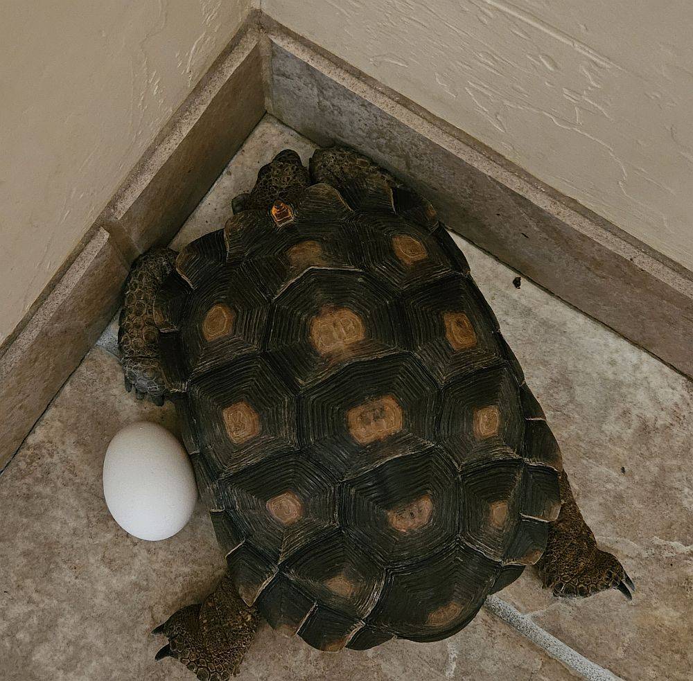 Easter Tortoise.jpg
