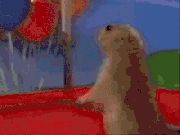 200w.gif