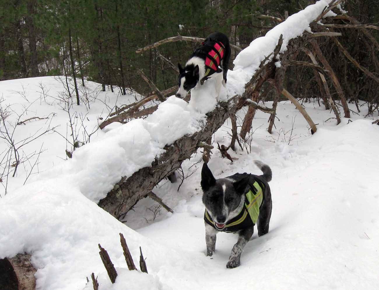 muttsely0449.jpg