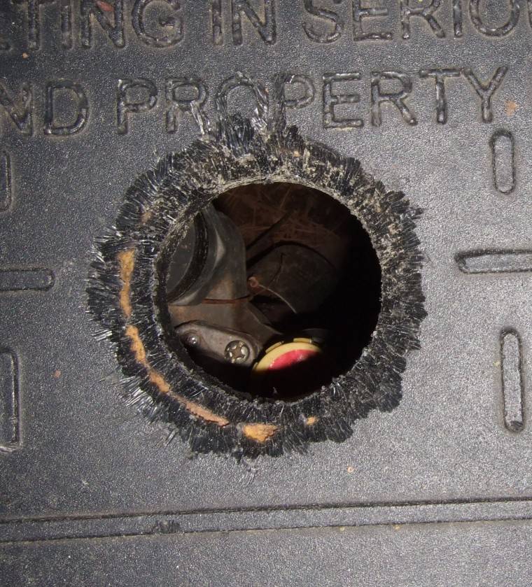 Mice3.JPG