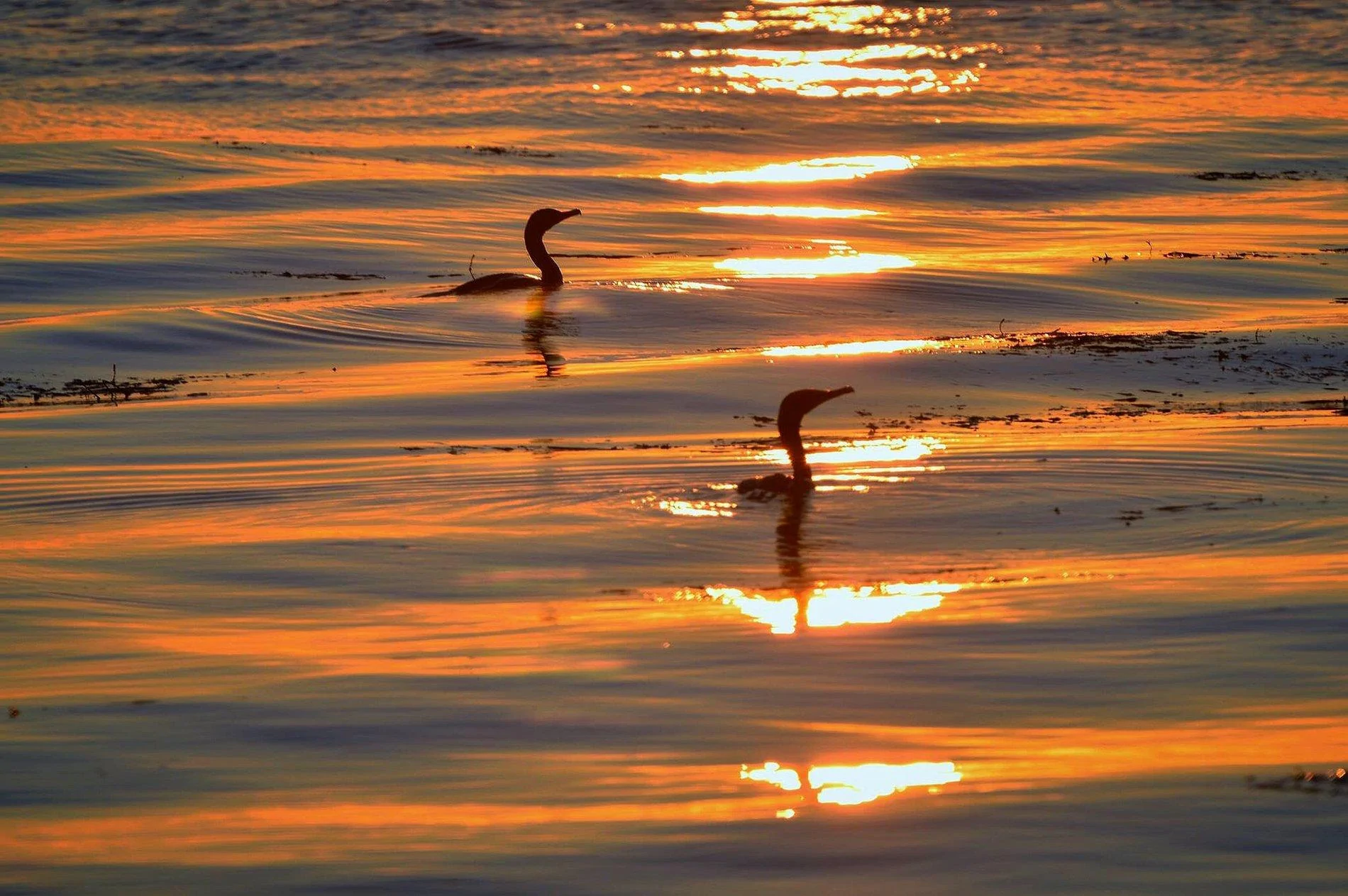 IMG_1784.webp