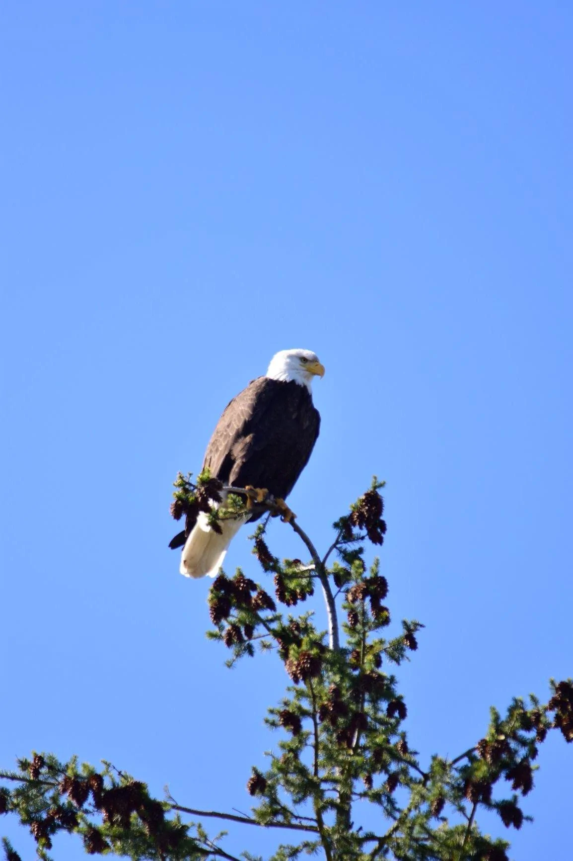 bald eagle.webp