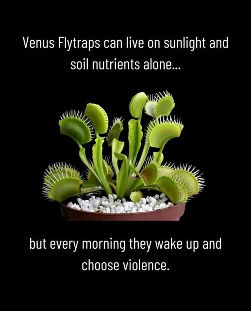 Venus Flytrap.webp