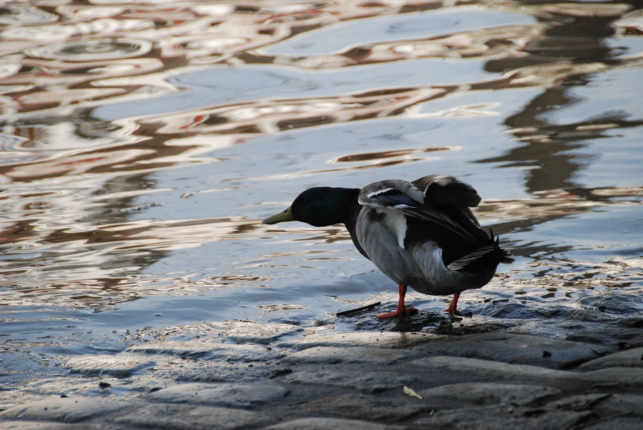 Quack Silver.webp
