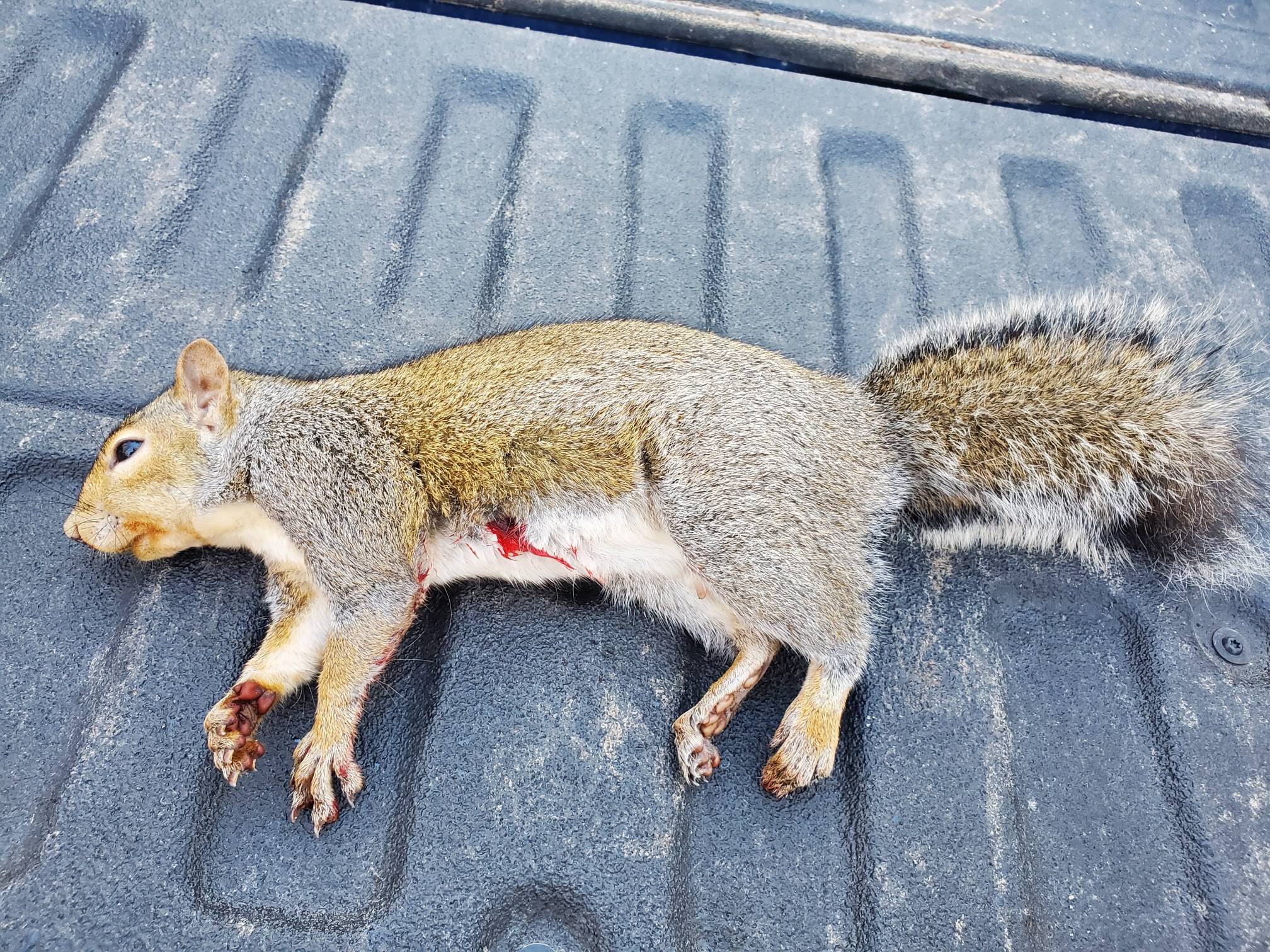 squirrel2-1.jpg