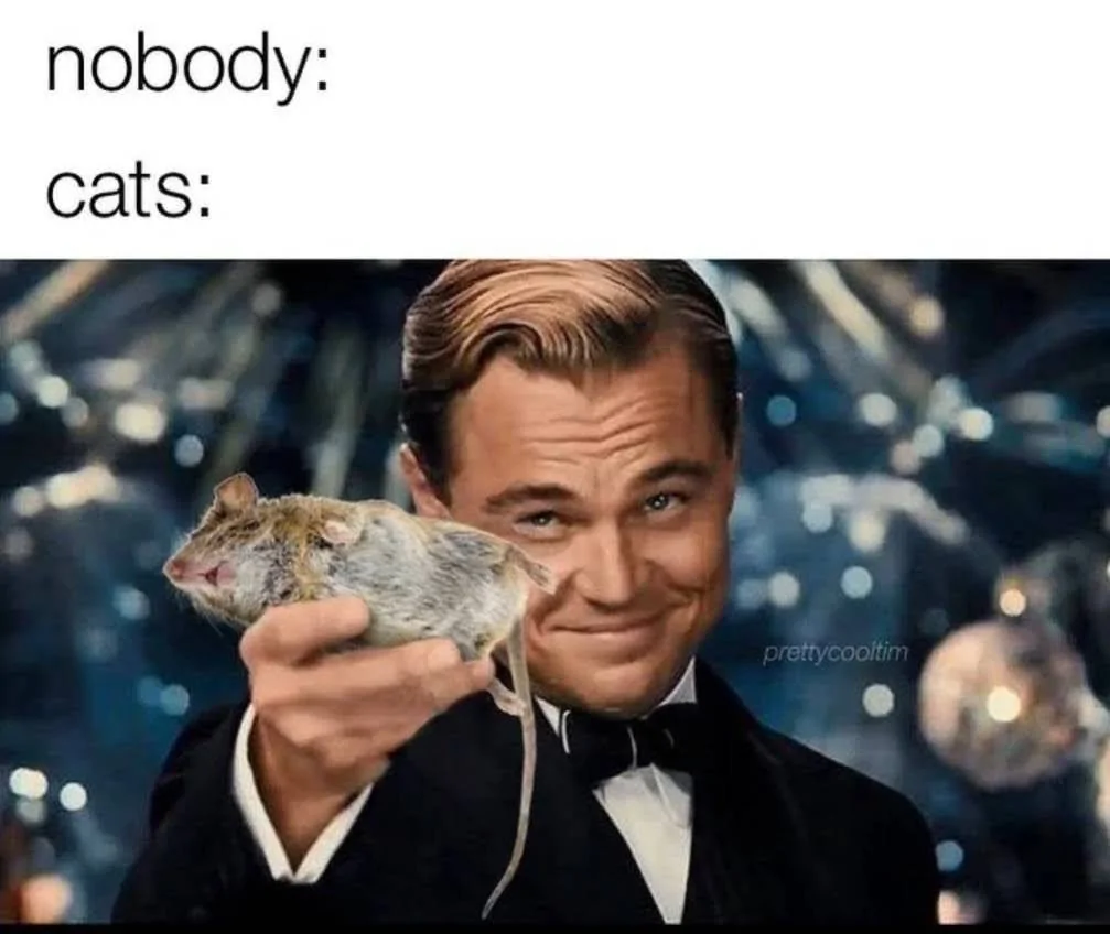 Cats.webp