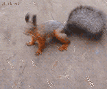 giphy (5).gif