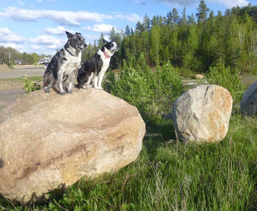 dogsrock00972.jpg