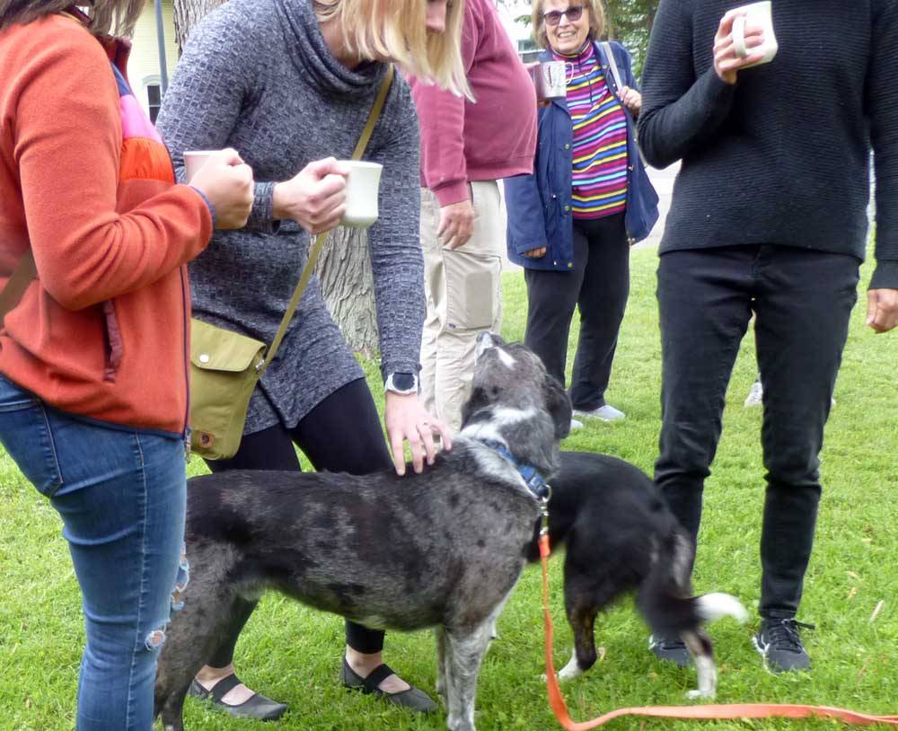 gsdogs051.jpg
