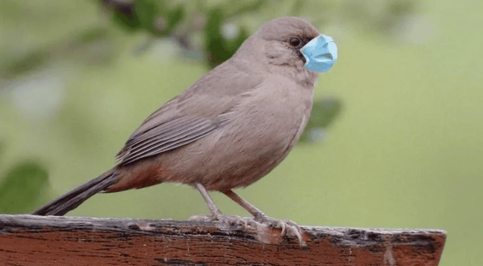 Bird Flu2.webp