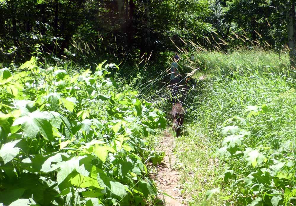 nara weeds725.jpg