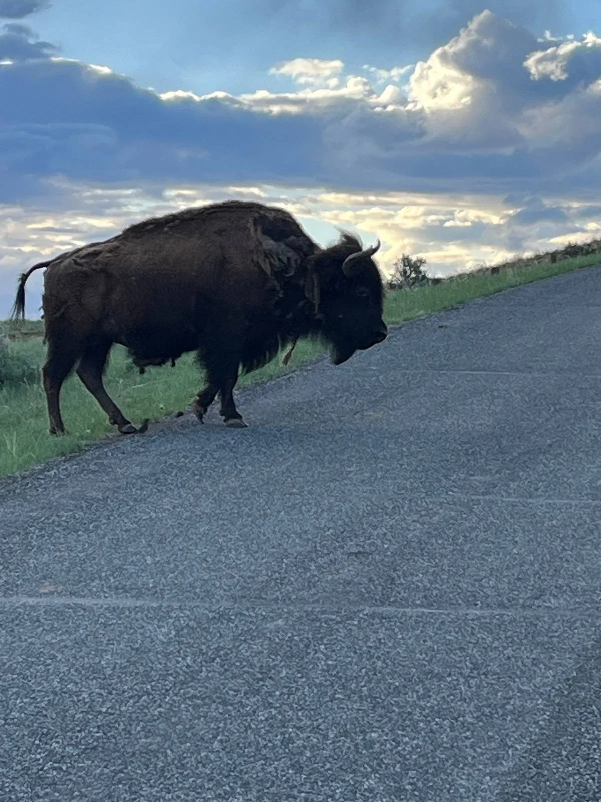 buffalo.webp