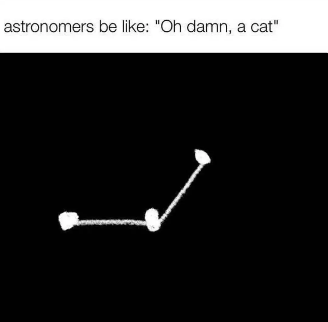 Cat.webp