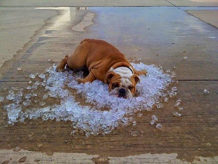 Dog laying on ice.jpg