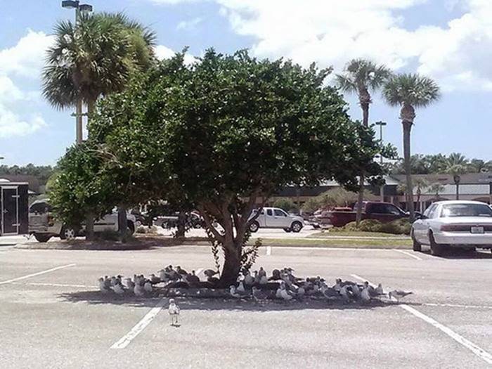 birds under a tree.jpg