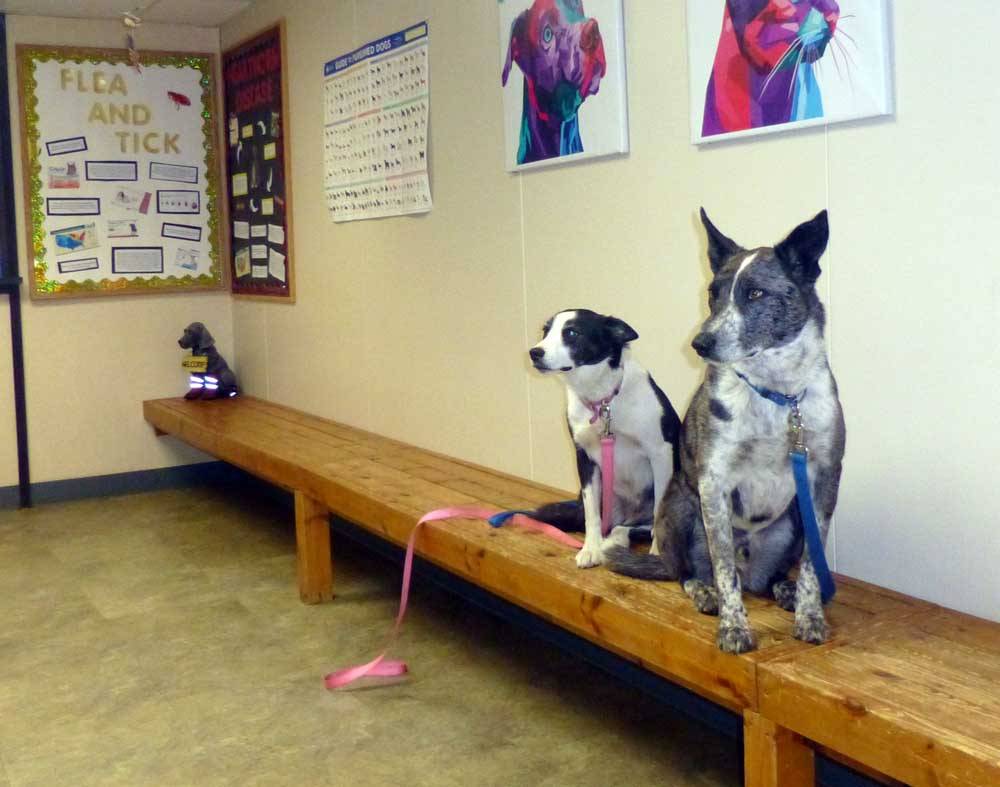 vetshop259.jpg