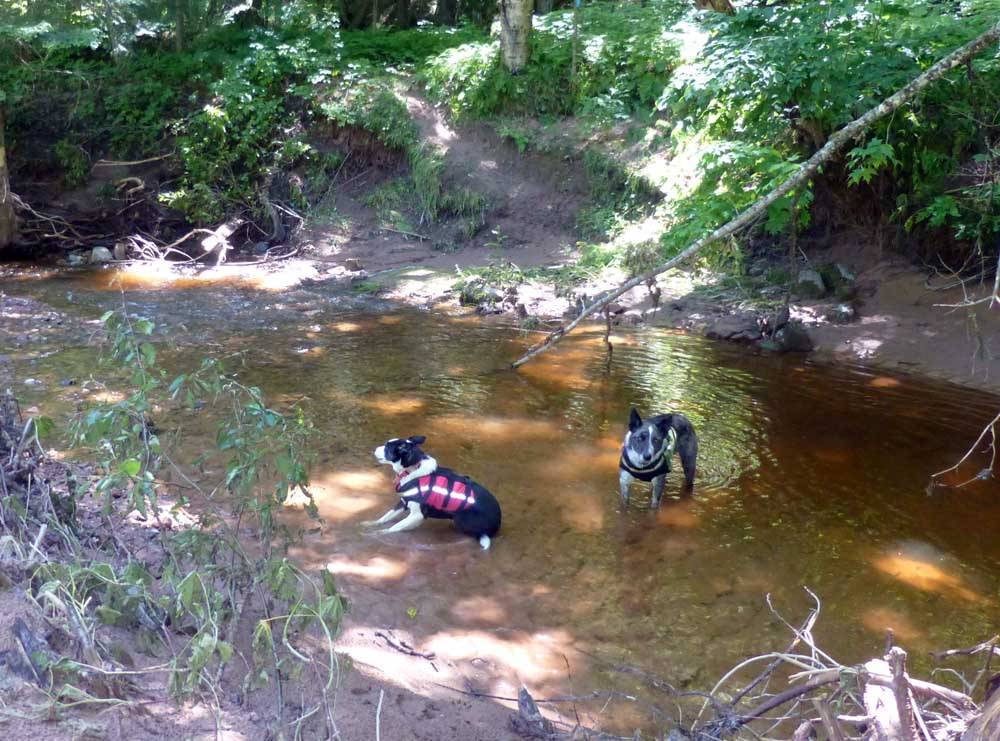 nctdogs0314.jpg