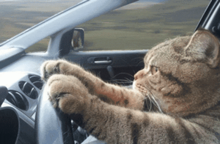 cute-serious-cat-driving-fast-car-w53yahteuuoenr9b.gif