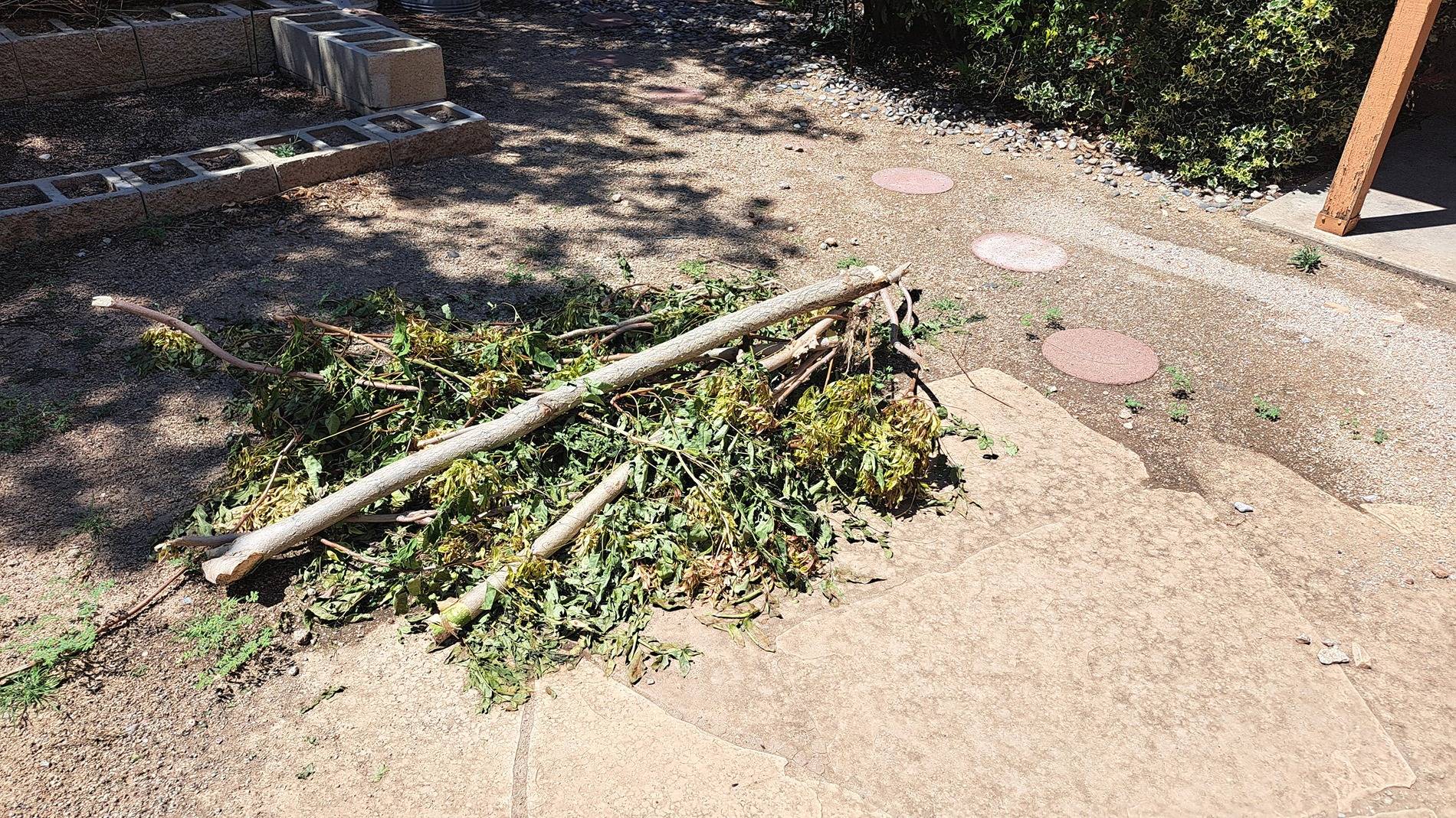 Pile of remains (jpg).jpg