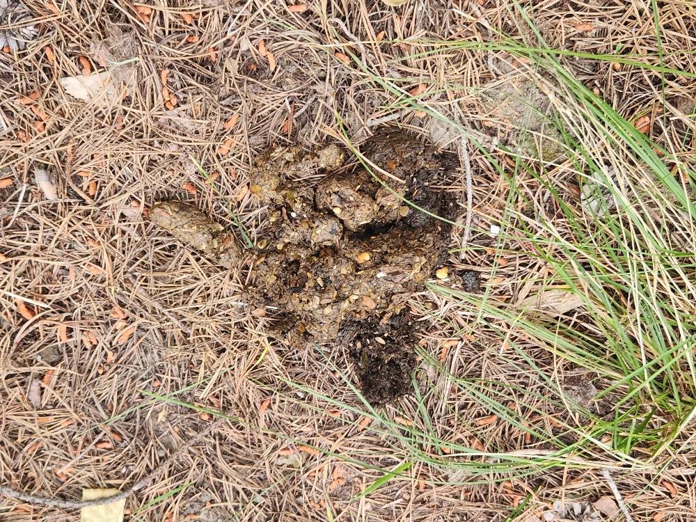 bear scat.jpg