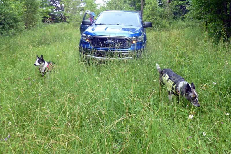 rangerdogs574.jpg