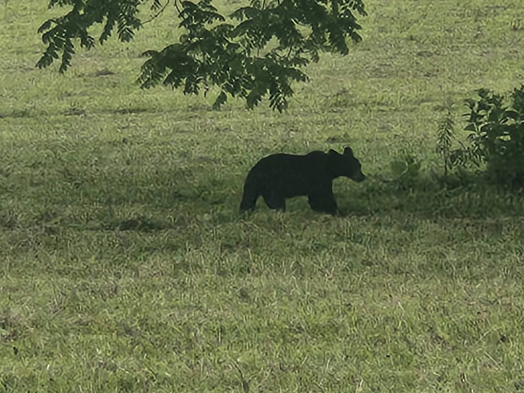 CC Bear.webp