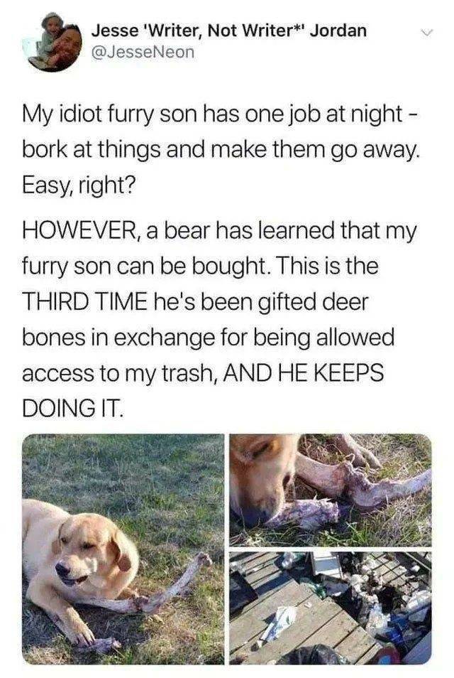 Furry Son.jpg