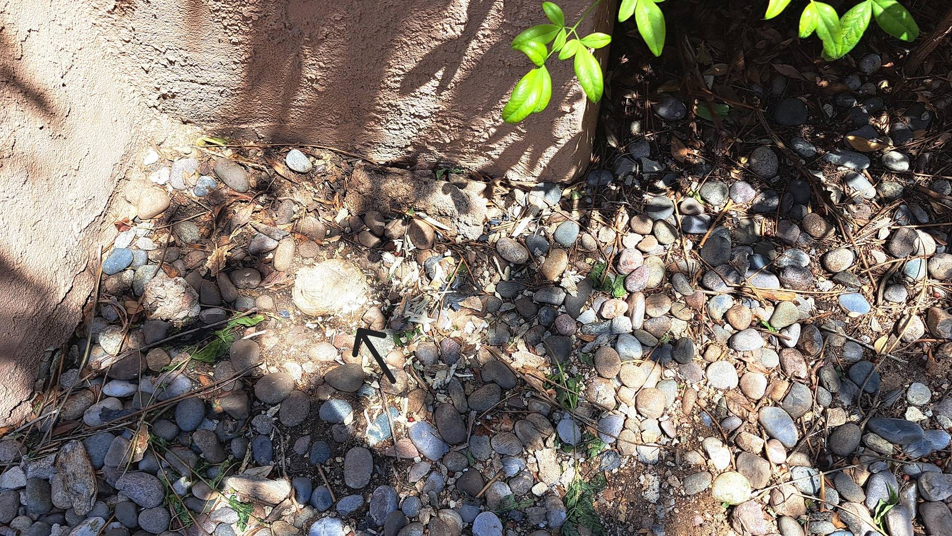 Base of tree (zoomed) with arrow.jpg